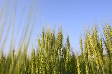 Buğday bitkisi kulakları. Yeşil buğday tarlasının panoramik manzarası güneşli bir gün. Rüzgarda sallanan yeşil buğday tarlası. Yeşil arazinin güzel manzarası.