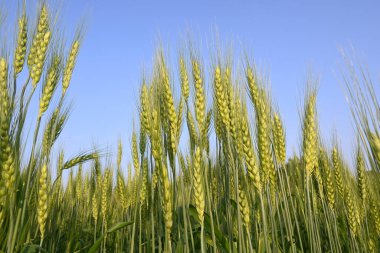 Buğday bitkisi kulakları. Yeşil buğday tarlasının panoramik manzarası güneşli bir gün. Rüzgarda sallanan yeşil buğday tarlası. Yeşil arazinin güzel manzarası.
