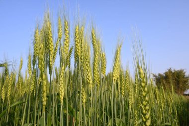 Buğday bitkisi kulakları. Yeşil buğday tarlasının panoramik manzarası güneşli bir gün. Rüzgarda sallanan yeşil buğday tarlası. Yeşil arazinin güzel manzarası.