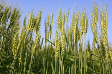 Buğday bitkisi kulakları. Yeşil buğday tarlasının panoramik manzarası güneşli bir gün. Rüzgarda sallanan yeşil buğday tarlası. Yeşil arazinin güzel manzarası.