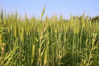 Buğday bitkisi kulakları. Yeşil buğday tarlasının panoramik manzarası güneşli bir gün. Rüzgarda sallanan yeşil buğday tarlası. Yeşil arazinin güzel manzarası.