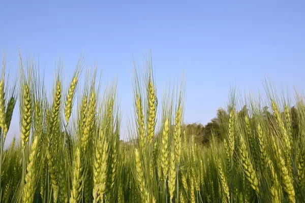 Buğday bitkisi kulakları. Yeşil buğday tarlasının panoramik manzarası güneşli bir gün. Rüzgarda sallanan yeşil buğday tarlası. Yeşil arazinin güzel manzarası.