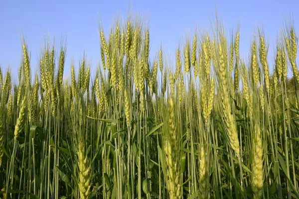 Buğday bitkisi kulakları. Yeşil buğday tarlasının panoramik manzarası güneşli bir gün. Rüzgarda sallanan yeşil buğday tarlası. Yeşil arazinin güzel manzarası.