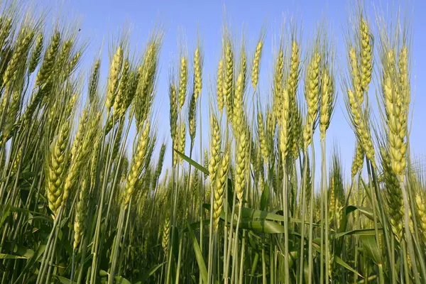Buğday bitkisi kulakları. Yeşil buğday tarlasının panoramik manzarası güneşli bir gün. Rüzgarda sallanan yeşil buğday tarlası. Yeşil arazinin güzel manzarası.