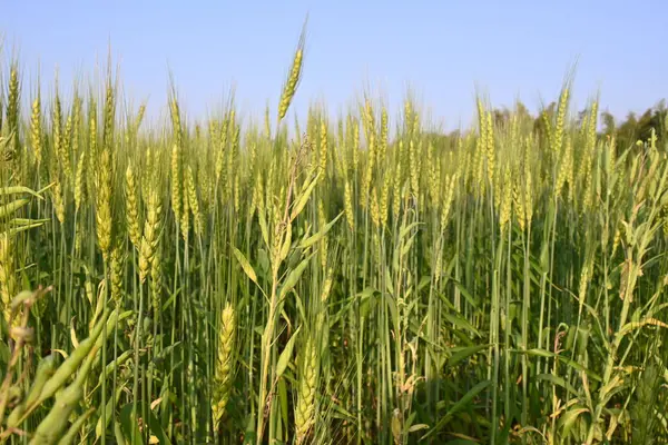 Buğday bitkisi kulakları. Yeşil buğday tarlasının panoramik manzarası güneşli bir gün. Rüzgarda sallanan yeşil buğday tarlası. Yeşil arazinin güzel manzarası.
