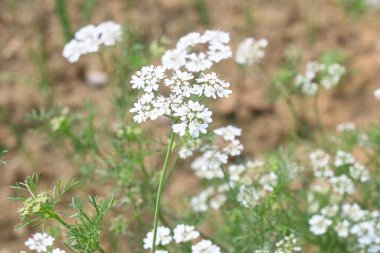 Cilantro ya da kişniş çiçeği. Sebze bahçesinde kişniş çiçeği. Tohumları ünlü bir baharattır. Yeşil yapraklarından sos yaptım. Beyaz çiçek. 