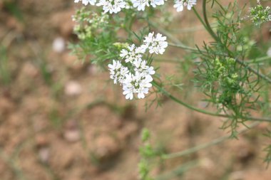 Cilantro ya da kişniş çiçeği. Sebze bahçesinde kişniş çiçeği. Tohumları ünlü bir baharattır. Yeşil yapraklarından sos yaptım. Beyaz çiçek. 