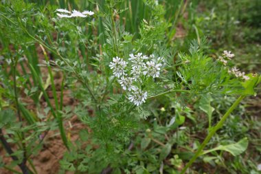 Cilantro ya da kişniş çiçeği. Sebze bahçesinde kişniş çiçeği. Tohumları ünlü bir baharattır. Yeşil yapraklarından sos yaptım. Beyaz çiçek. 