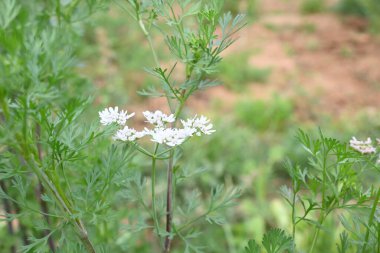 Cilantro ya da kişniş çiçeği. Sebze bahçesinde kişniş çiçeği. Tohumları ünlü bir baharattır. Yeşil yapraklarından sos yaptım. Beyaz çiçek. 