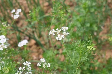 Cilantro ya da kişniş çiçeği. Sebze bahçesinde kişniş çiçeği. Tohumları ünlü bir baharattır. Yeşil yapraklarından sos yaptım. Beyaz çiçek. 