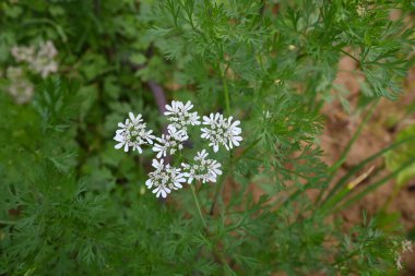 Cilantro ya da kişniş çiçeği. Sebze bahçesinde kişniş çiçeği. Tohumları ünlü bir baharattır. Yeşil yapraklarından sos yaptım. Beyaz çiçek. 