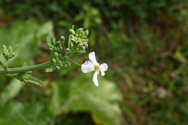 Sebze bahçesinde turp çiçeği. Turp çiçekleri, dört sarı pudinge bağlanmış bir Yunan haçı şeklindeki dört taç yaprağından oluşan minik çiçeklerdir. Sebze çiçeği..