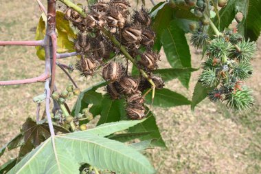 Castor meyveleri. Ricinus Communis (