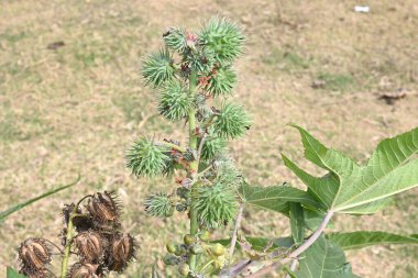 Castor meyveleri. Ricinus Communis (