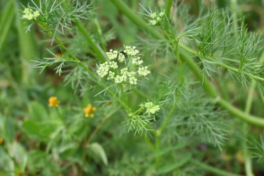 Dill çiçeği ya da Anethum çiçeği mezarlığa koyar. Sebze bahçesinde sarı dereotu çiçeği. Yemekleri lezzetli yapmak için kullanılır. tarımsal alan.