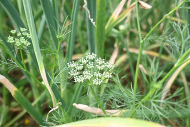 Dill çiçeği ya da Anethum çiçeği mezarlığa koyar. Sebze bahçesinde sarı dereotu çiçeği. Yemekleri lezzetli yapmak için kullanılır. tarımsal alan.