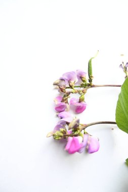 Beyaz arka planda labaratuvar mor çiçekleri. Fabaceae familyasından bir fasulye türüdür. Diğer adları şablon, bonavist bezelye, doliçya fasulyesi, seim, labrador, Mısır böbreği..