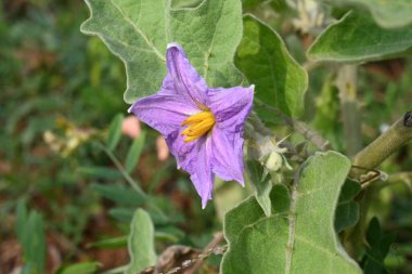 Patlıcan çiçeği. Diğer adı patlıcan ve brinjal. Gece gölgesi ailesi Solanacea 'da yetişen bir bitki türüdür. Yenilebilir meyveleri için dünya çapında yetişen bir bitki türüdür. Sebze çiçeği.. 