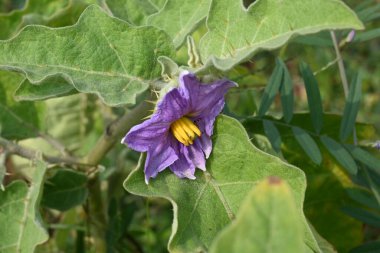 Patlıcan çiçeği. Diğer adı patlıcan ve brinjal. Gece gölgesi ailesi Solanacea 'da yetişen bir bitki türüdür. Yenilebilir meyveleri için dünya çapında yetişen bir bitki türüdür. Sebze çiçeği.. 