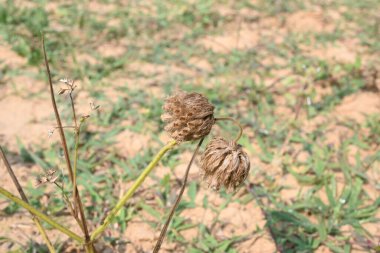 Leucas zeylanica ya da Seylan yarık otu bitkisi. Lamioideaeae familyasının küçük, karasal, otçul, yıllık, erekte olmuş, bazen de erekte olmuş, kokulu ve aromatik bitkisidir..