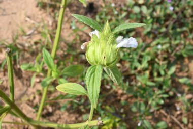 Leucas zeylanica ya da Seylan yarık otu bitkisi. Lamioideaeae familyasının küçük, karasal, otçul, yıllık, erekte olmuş, bazen de erekte olmuş, kokulu ve aromatik bitkisidir..