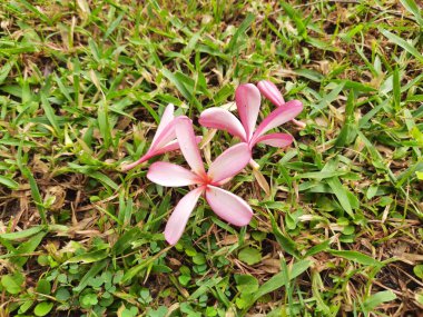 Plumeria Rubra çiçeği. Adiduduousplant türünün diğer adları şunlardır: Adimesfrangipani, kırmızı paucipan, kırmızı yasemin, kırmızı frangipani, yaygın frangipani, tapınak ağacı, calachuchi, basitçe plumeria.