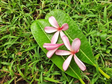 Plumeria Rubra çiçeği. Adiduduousplant türünün diğer adları şunlardır: Adimesfrangipani, kırmızı paucipan, kırmızı yasemin, kırmızı frangipani, yaygın frangipani, tapınak ağacı, calachuchi, basitçe plumeria.