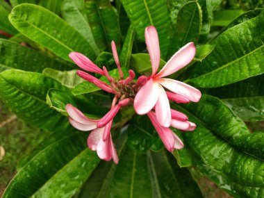 Plumeria Rubra çiçeği. Adiduduousplant türünün diğer adları şunlardır: Adimesfrangipani, kırmızı paucipan, kırmızı yasemin, kırmızı frangipani, yaygın frangipani, tapınak ağacı, calachuchi, basitçe plumeria.