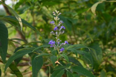 Vitex negundo çiçeği. Başka bir isim, Çin iffet ağacı, beş yapraklı iffet ağacı, at nalı viteksi, nisinda ve Nirgundi. Büyük bir çalı çırpısı. Bu bir Ayurvedic ilacı..