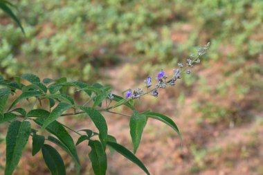Vitex negundo çiçeği. Başka bir isim, Çin iffet ağacı, beş yapraklı iffet ağacı, at nalı viteksi, nisinda ve Nirgundi. Büyük bir çalı çırpısı. Bu bir Ayurvedic ilacı..