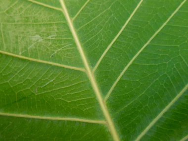 Ficus religiosa yaprağı. Ayrıca Thebodhi ağacı, pippala ağacı, peepul ağacı, dikiz ağacı ve ashwattha ağacı olarak da bilinir..