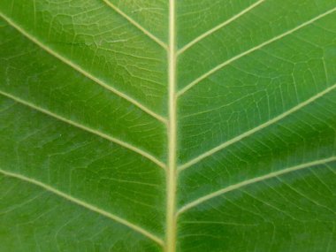 Ficus religiosa yaprağı. Ayrıca Thebodhi ağacı, pippala ağacı, peepul ağacı, dikiz ağacı ve ashwattha ağacı olarak da bilinir..