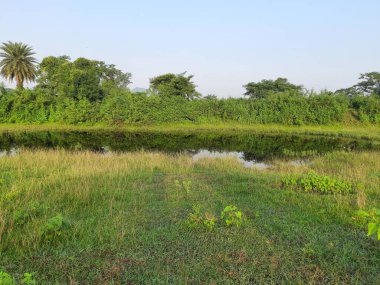 Otlaktaki doğal gölet. Sulak arazi ve yeşil çayır. Göletli yeşil manzara. Bu tür doğal göletler yağmur mevsiminde çayırlarda oluşur..