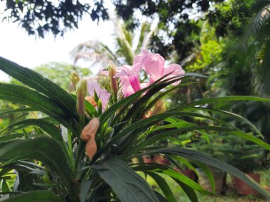Ruellia Simplex çiçekleri. Diğer adı da Meksika petunyası, Meksikalı Bluebelland Britton 'ın vahşi petunyası. Bu, Acanthaceae familyasından bir bitki türü..