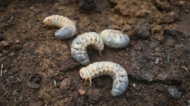 Horoz larvası. Diğer adı Melolontha melolontha, beyaz larva, Cockchafer böceği, böcek kurdu ve böcek olabilir. Coleoptera tarikatının bir böceği.. 