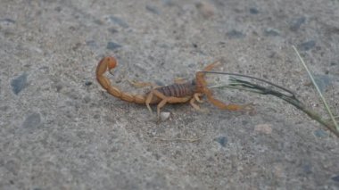 Kızılderili kızıl akrebi. Dünyanın en öldürücü akrebi olarak kabul edilir. Doğu Hint akrebi, Hottentotta tamulus ve Hint akrebi.. 