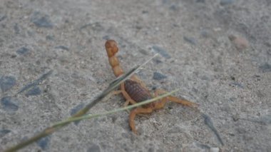 Kızılderili kızıl akrebi. Dünyanın en öldürücü akrebi olarak kabul edilir. Doğu Hint akrebi, Hottentotta tamulus ve Hint akrebi.. 