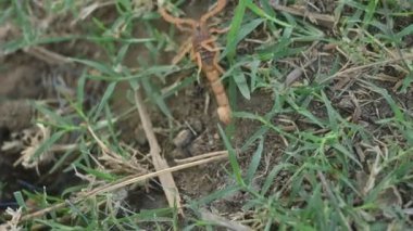 Kızılderili kızıl akrebi. Dünyanın en öldürücü akrebi olarak kabul edilir. Doğu Hint akrebi, Hottentotta tamulus ve Hint akrebi.. 