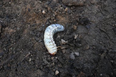 Horoz larvası. Diğer adı Melolontha melolontha, beyaz larva, Cockchafer böceği, böcek kurdu ve böcek olabilir. Coleoptera tarikatının bir böceği.. 