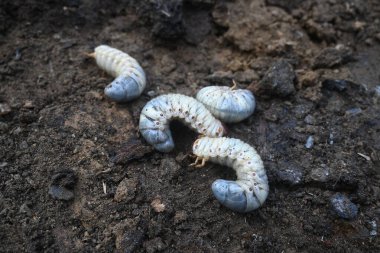 Horoz larvası. Diğer adı Melolontha melolontha, beyaz larva, Cockchafer böceği, böcek kurdu ve böcek olabilir. Coleoptera tarikatının bir böceği.. 