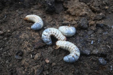 Horoz larvası. Diğer adı Melolontha melolontha, beyaz larva, Cockchafer böceği, böcek kurdu ve böcek olabilir. Coleoptera tarikatının bir böceği.. 