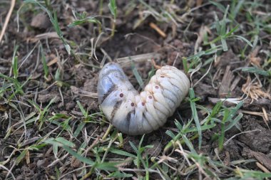 Horoz larvası. Diğer adı Melolontha melolontha, beyaz larva, Cockchafer böceği, böcek kurdu ve böcek olabilir. Coleoptera tarikatının bir böceği.. 