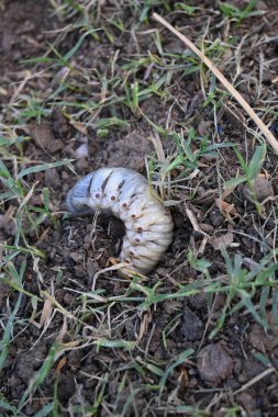 Horoz larvası. Diğer adı Melolontha melolontha, beyaz larva, Cockchafer böceği, böcek kurdu ve böcek olabilir. Coleoptera tarikatının bir böceği.. 