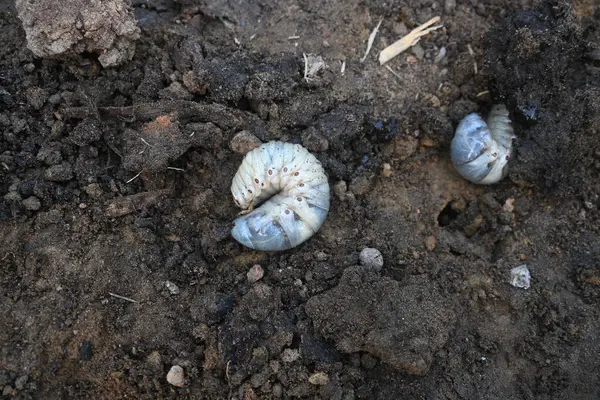 stock image Cockchafer larva. Its other names Melolontha melolontha, white grub, Cockchafer beetle, may bug worm and may beetle. It is an insect of the order Coleoptera. 