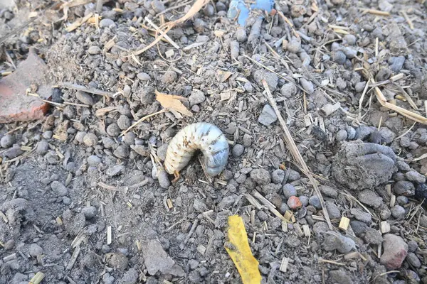 stock image Cockchafer larva. Its other names Melolontha melolontha, white grub, Cockchafer beetle, may bug worm and may beetle. It is an insect of the order Coleoptera. 