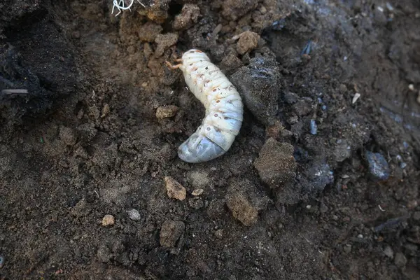 stock image Cockchafer larva. Its other names Melolontha melolontha, white grub, Cockchafer beetle, may bug worm and may beetle. It is an insect of the order Coleoptera. 