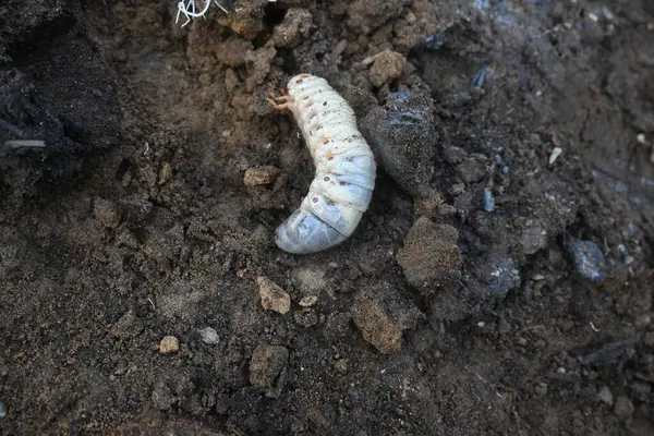 stock image Cockchafer larva. Its other names Melolontha melolontha, white grub, Cockchafer beetle, may bug worm and may beetle. It is an insect of the order Coleoptera. 