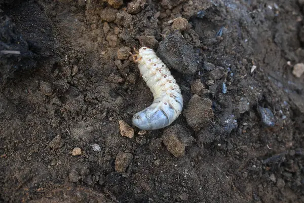 stock image Cockchafer larva. Its other names Melolontha melolontha, white grub, Cockchafer beetle, may bug worm and may beetle. It is an insect of the order Coleoptera. 