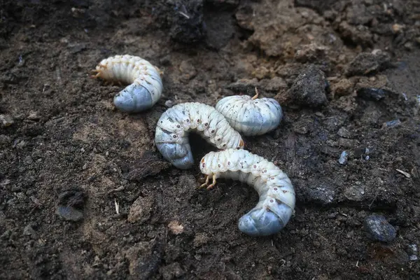 stock image Cockchafer larva. Its other names Melolontha melolontha, white grub, Cockchafer beetle, may bug worm and may beetle. It is an insect of the order Coleoptera. 