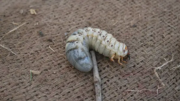 stock image Cockchafer larva. Its other names Melolontha melolontha, white grub, Cockchafer beetle, may bug worm and may beetle. It is an insect of the order Coleoptera. 